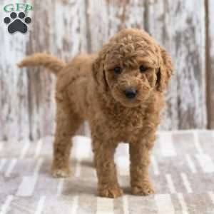Kylie, Mini Labradoodle Puppy
